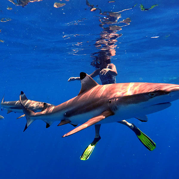 Activities near the Lagoon Dream at Moorea